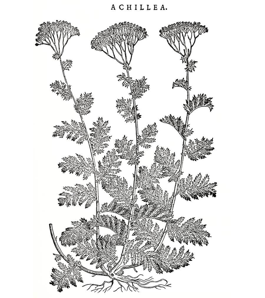 achillea pianta antica