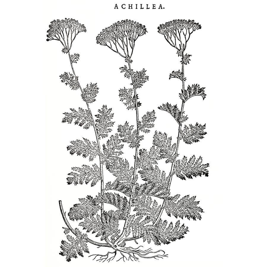 Achillea Millefoglio