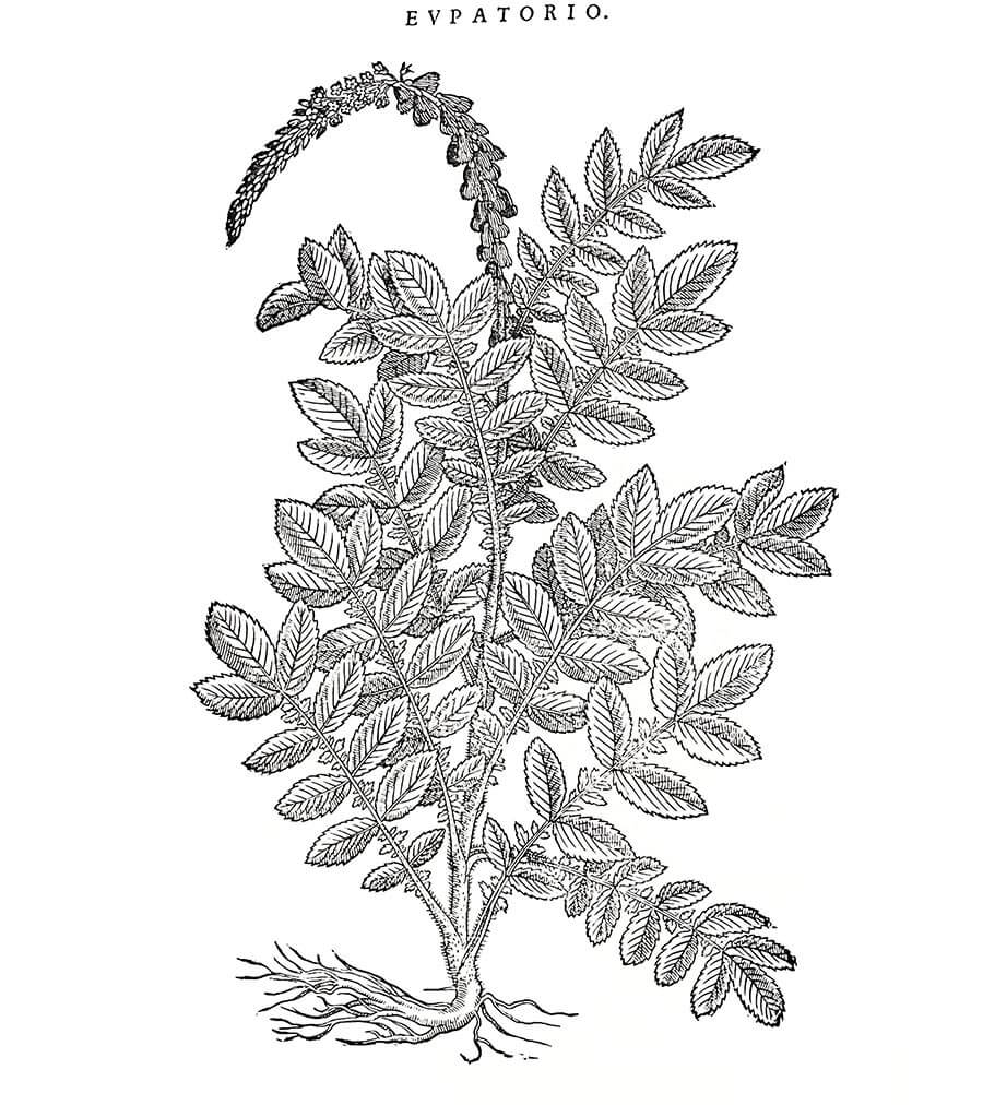 agrimonia pianta antica