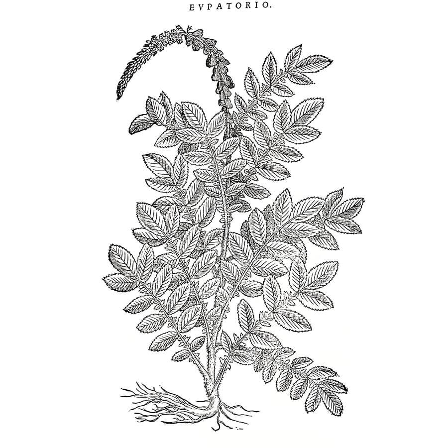 Agrimonia Eupatoria