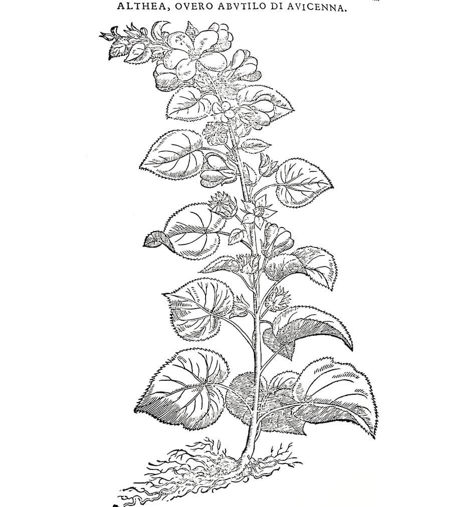altea pianta antica