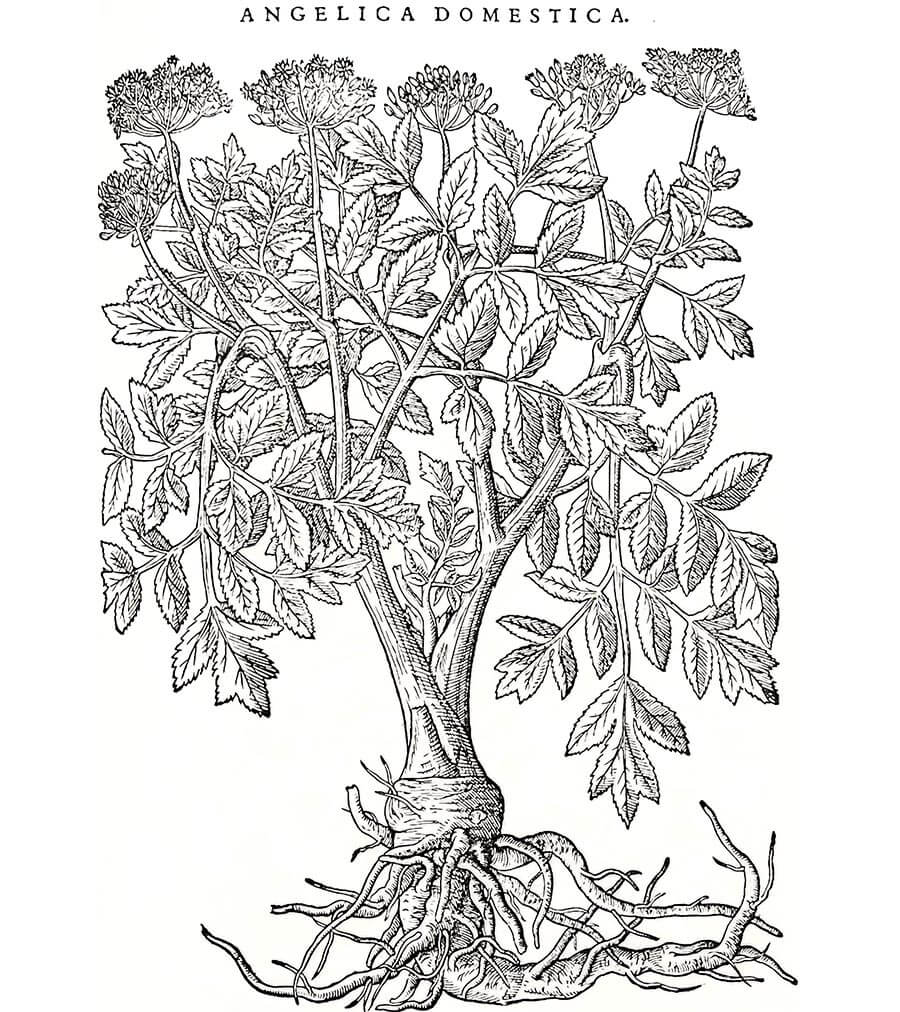 angelica pianta antica