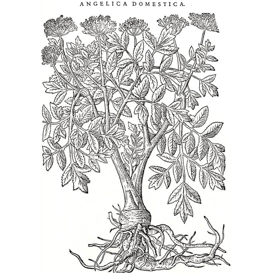 Angelica