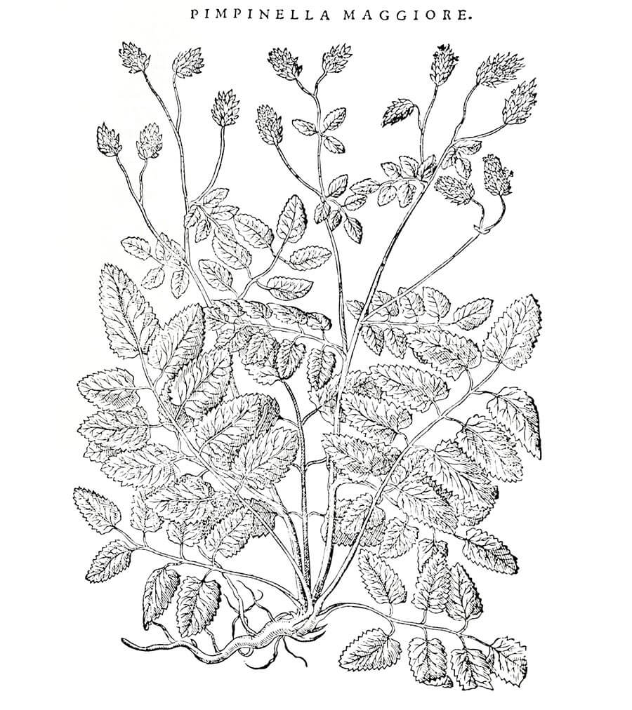 anice pianta antica