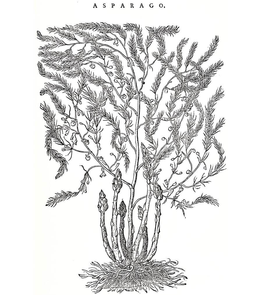asparago pianta antica