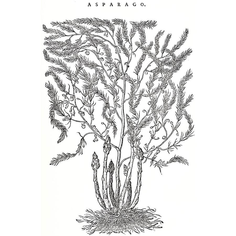 Asparago