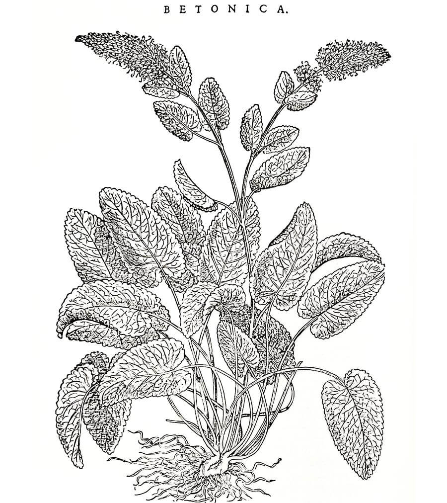 Betonica pianta antica