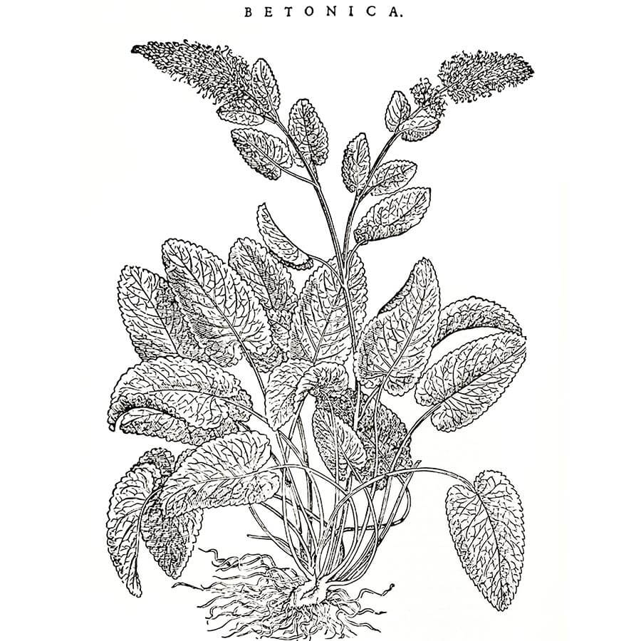 Betonica