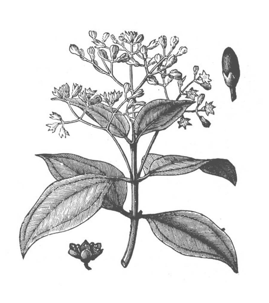 Cannella pianta antica