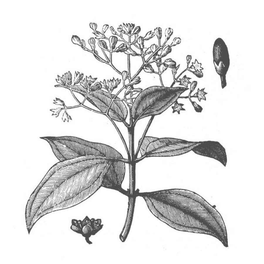Cannella