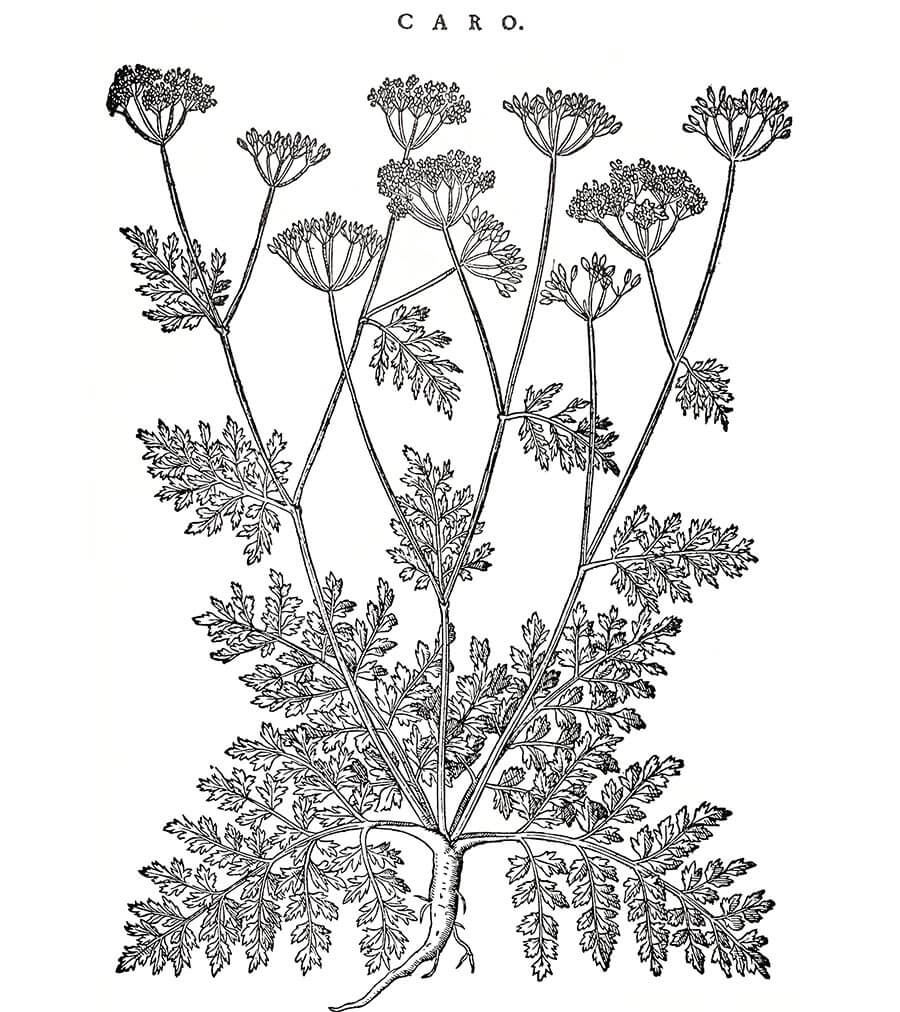 Carvi pianta antica