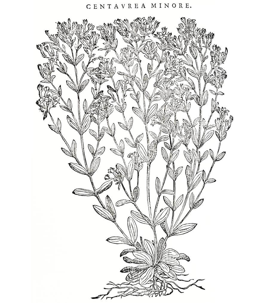 Centaurea minore pianta antica