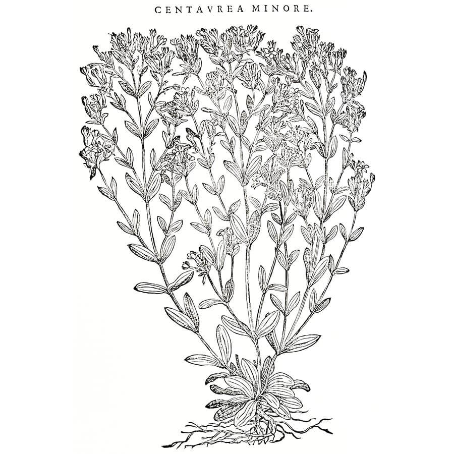 Centaurea Minore