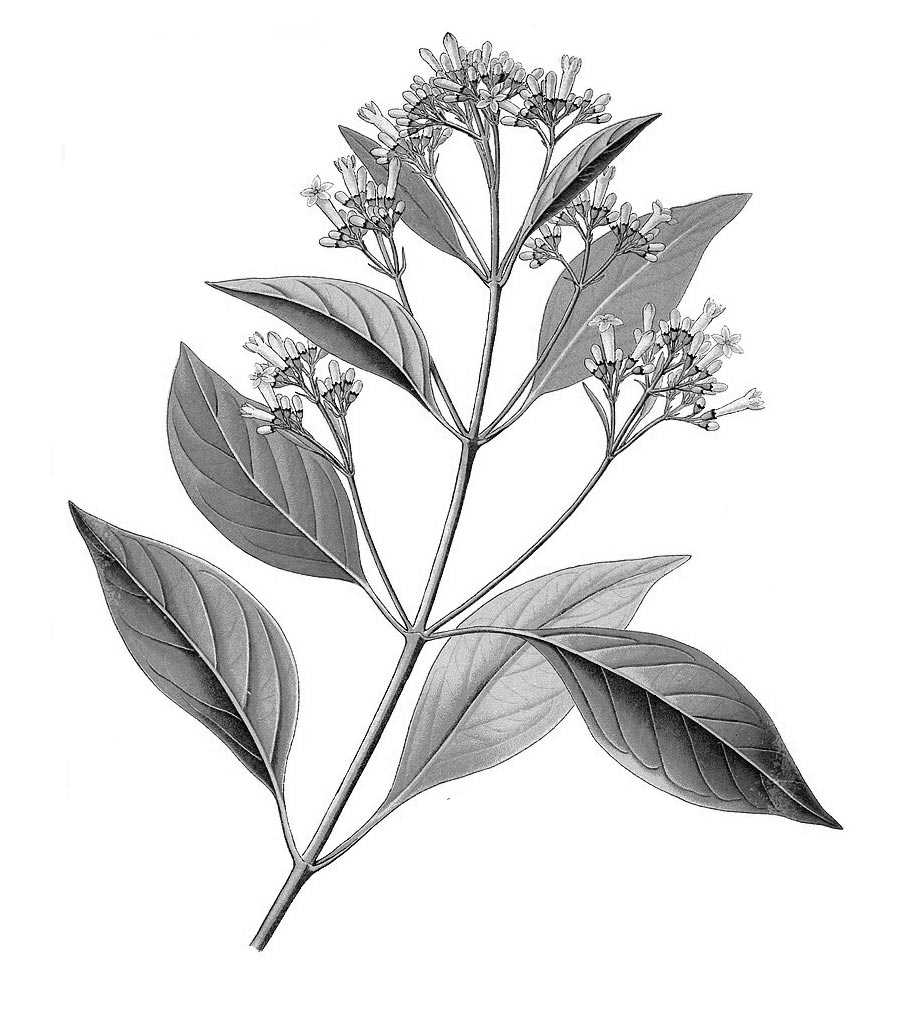 China pianta antica