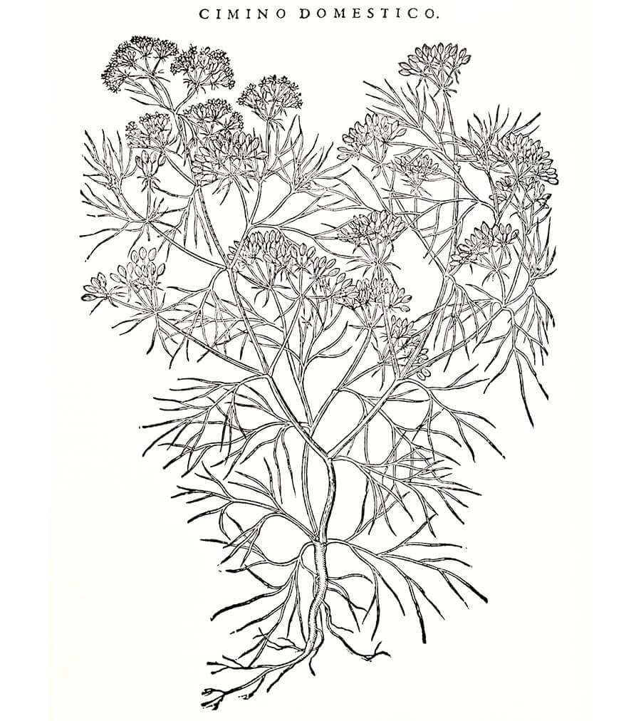 Cumino pianta antica