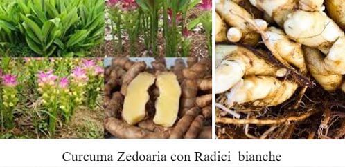 Curcuma pianta antica