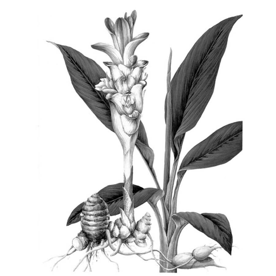 Curcuma