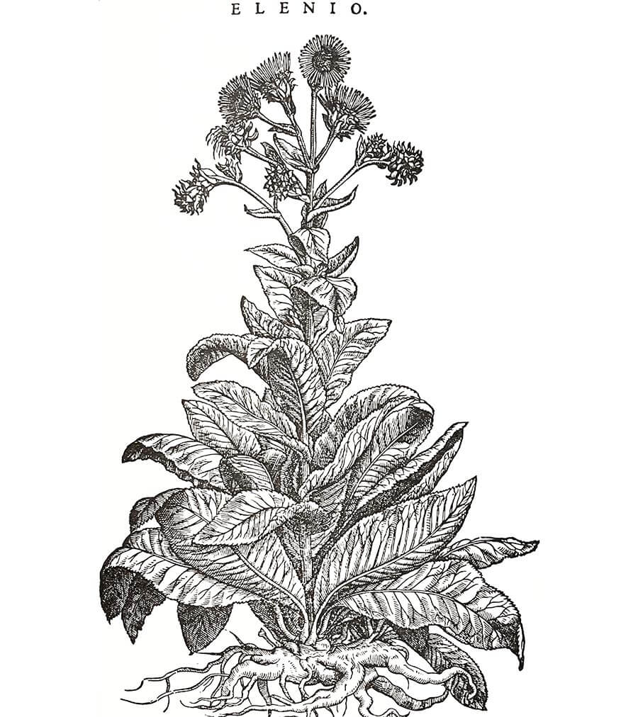 Enula pianta antica