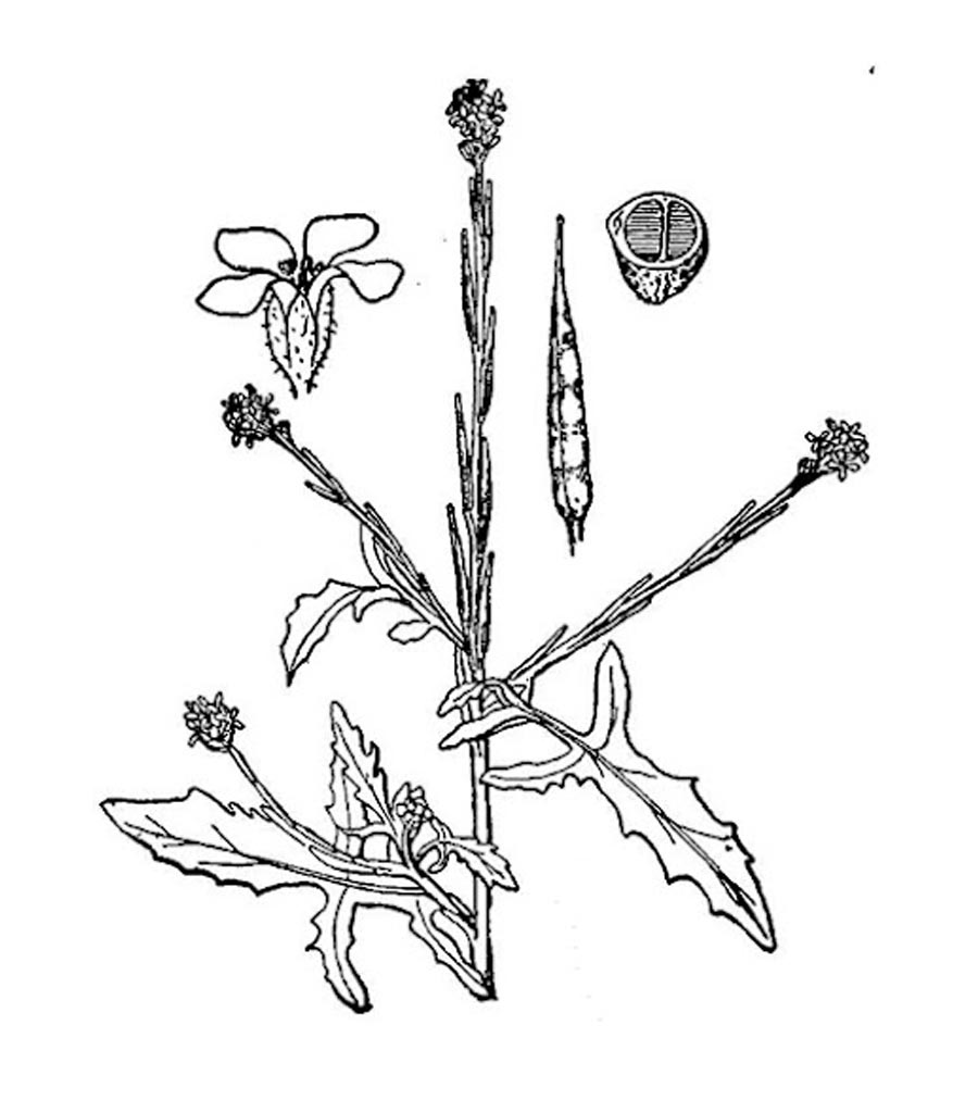 Erisimo pianta antica