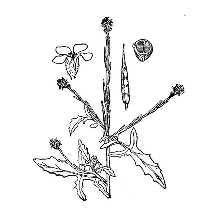 Erisimo
