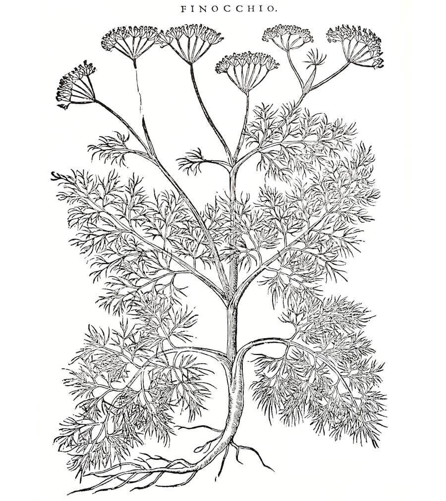 Finocchio pianta antica