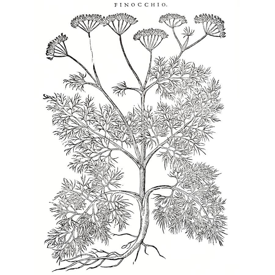 Finocchio