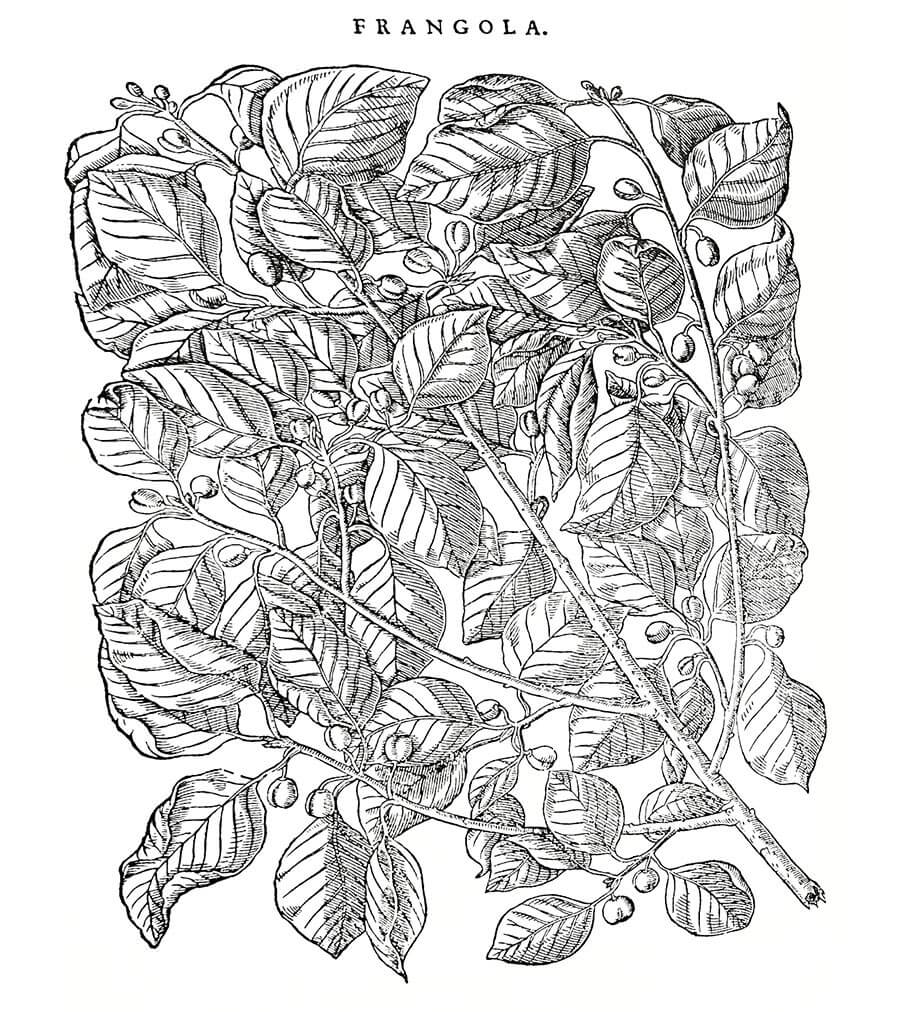 Frangula pianta antica