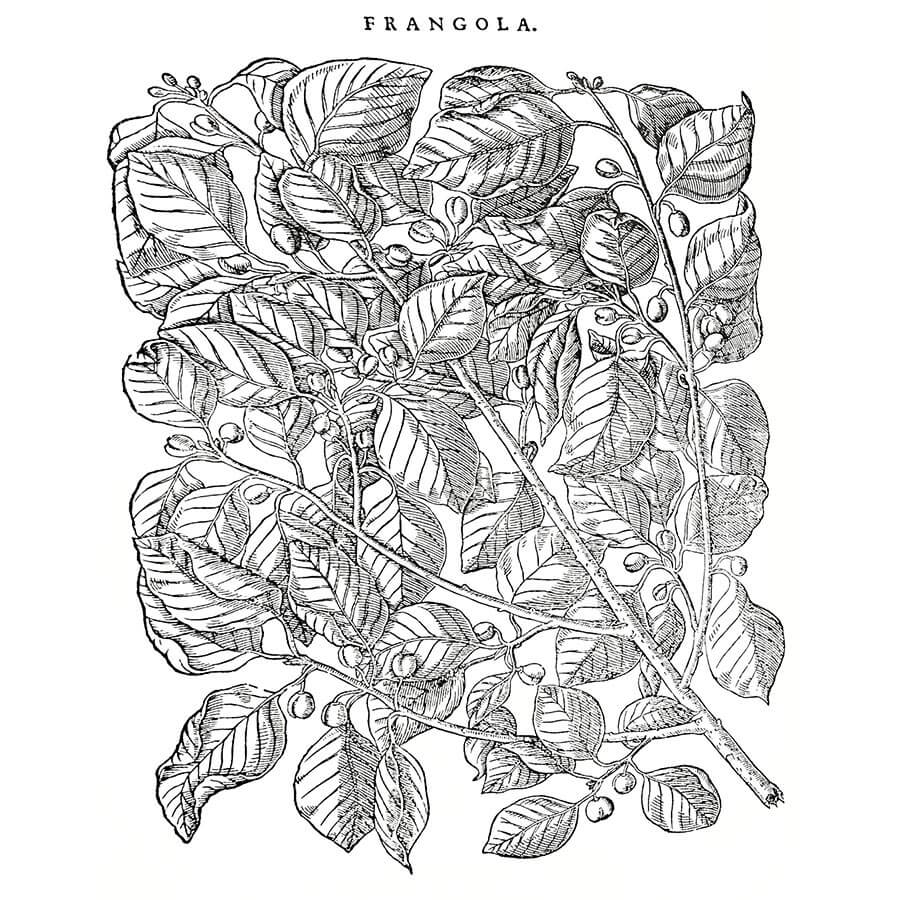 Frangula