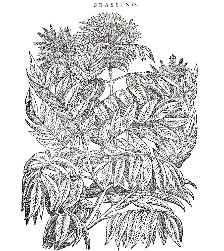 Frassino pianta antica