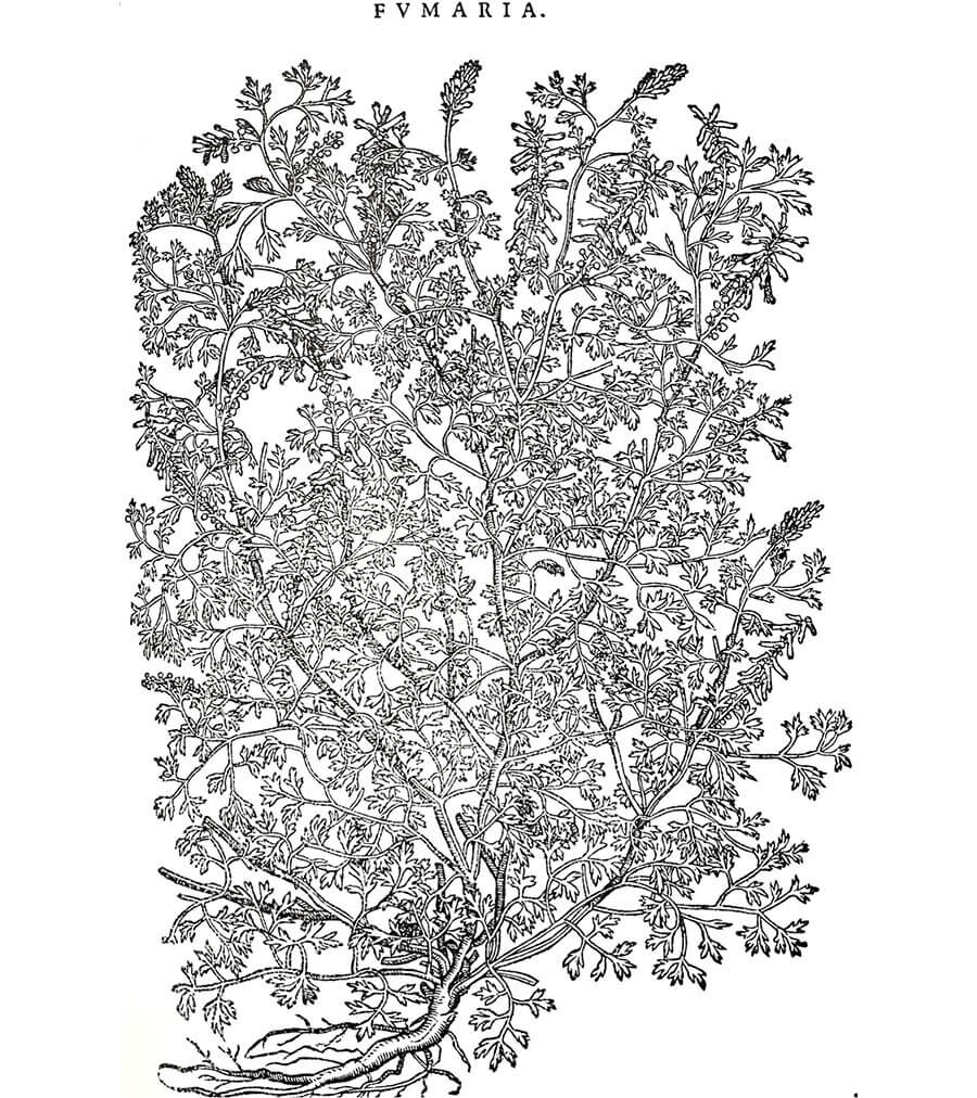 Fumaria pianta antica