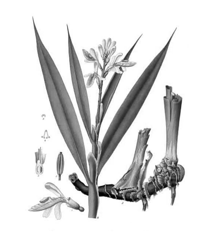 Galanga pianta antica