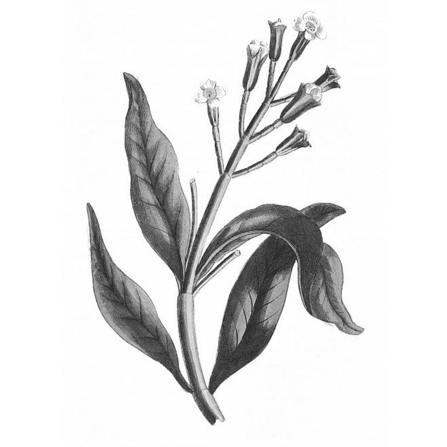 Garofano