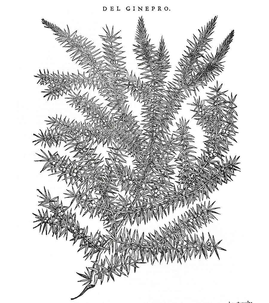 Ginepro pianta antica