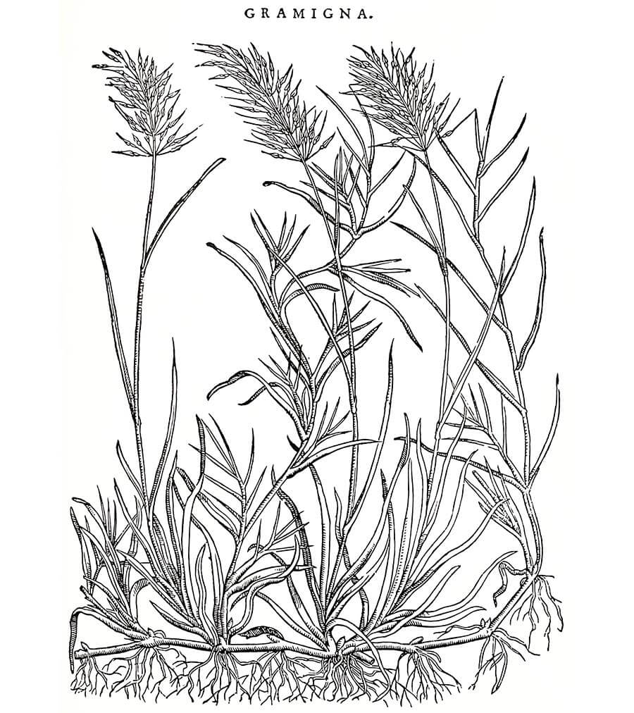 Gramigna pianta antica