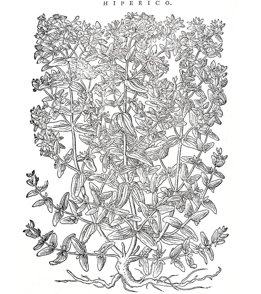 Iperico pianta antica