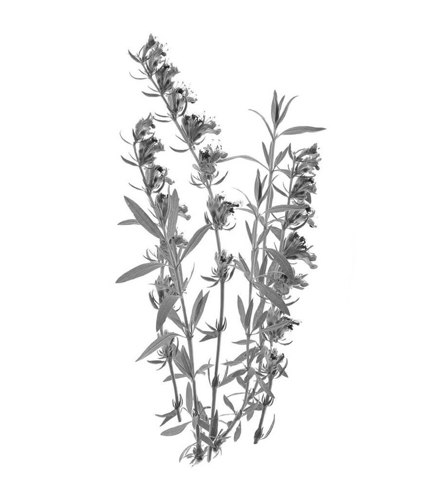 issopo pianta antica