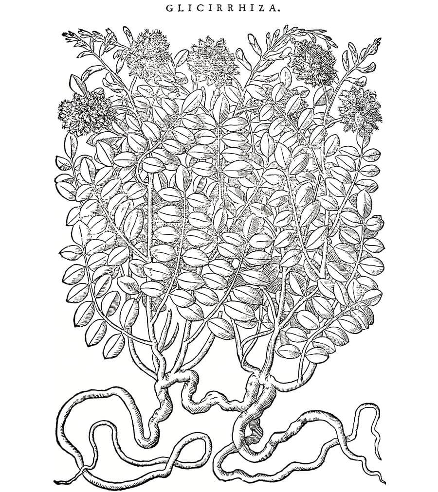 Liquirizia pianta antica