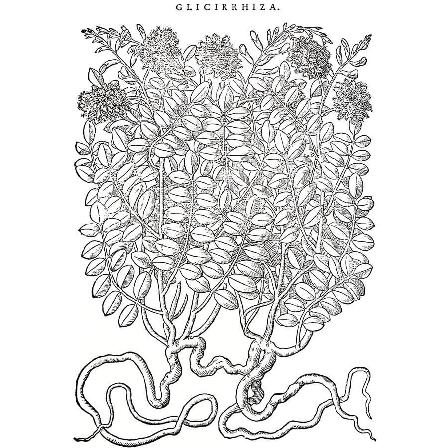 Liquirizia