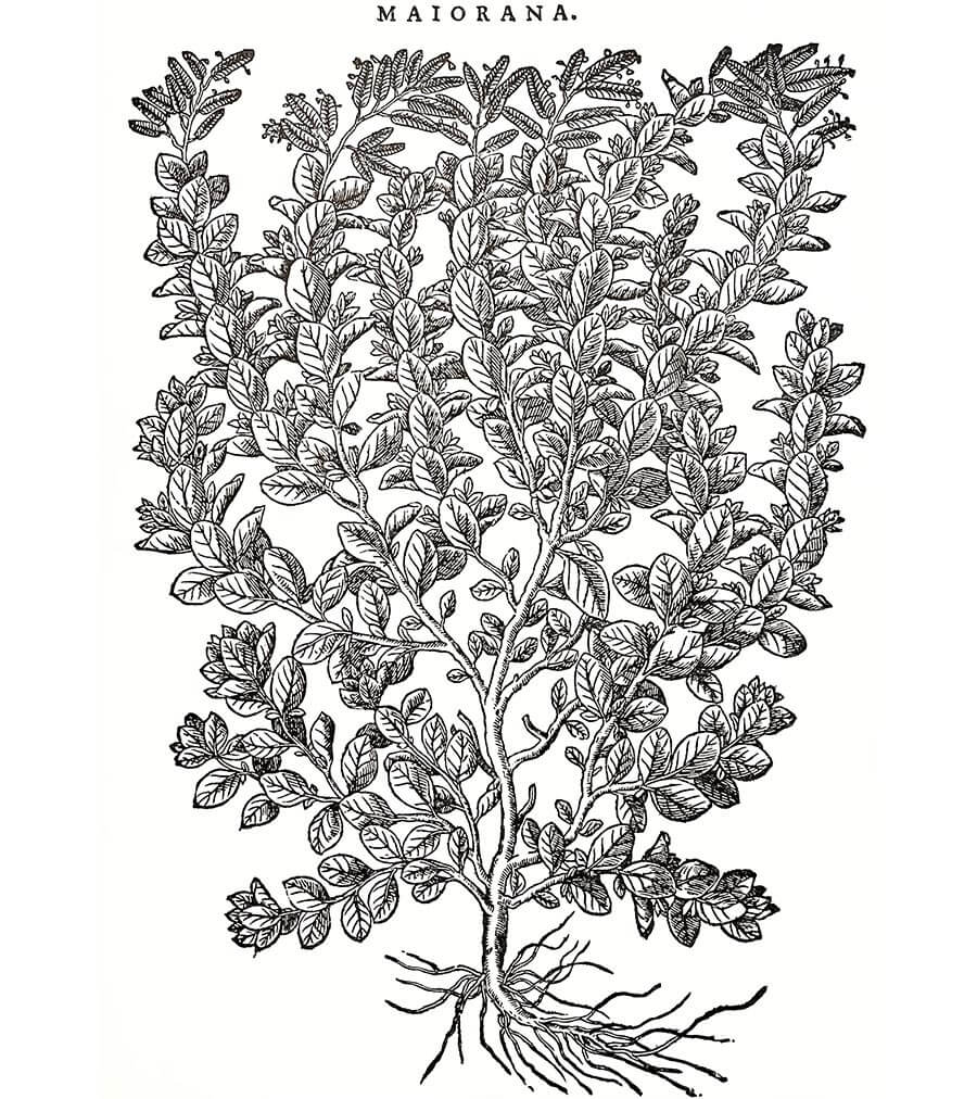 Maggiorana pianta antica