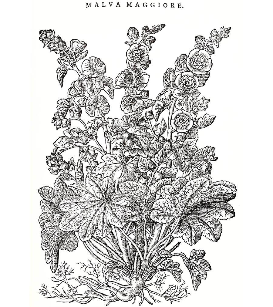 Malva pianta antica