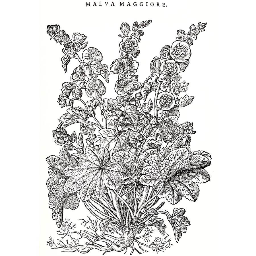 Malva