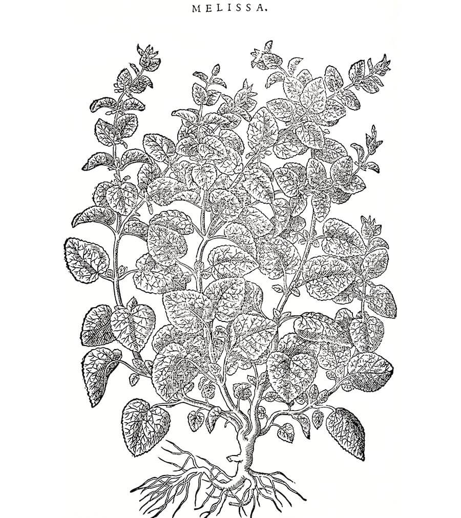 Melissa pianta antica