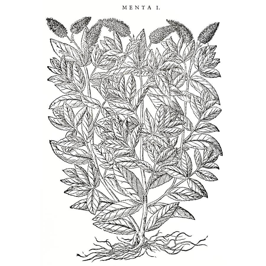 Menta