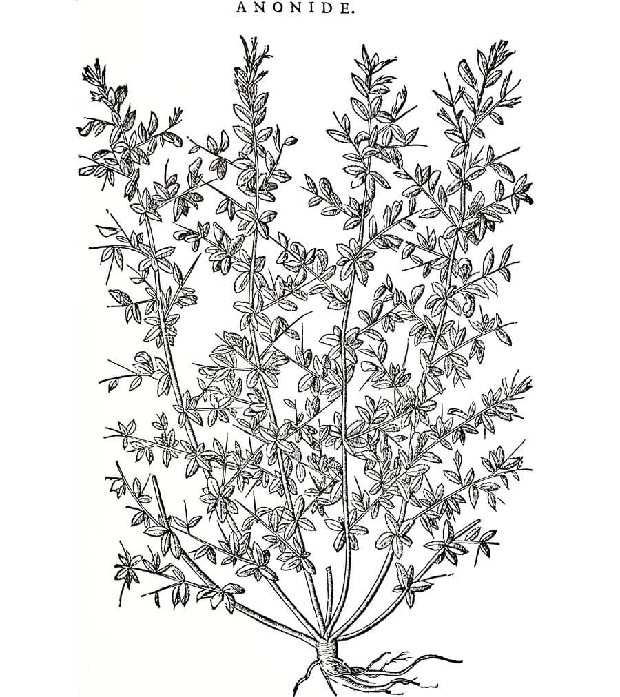Ononide pianta antica