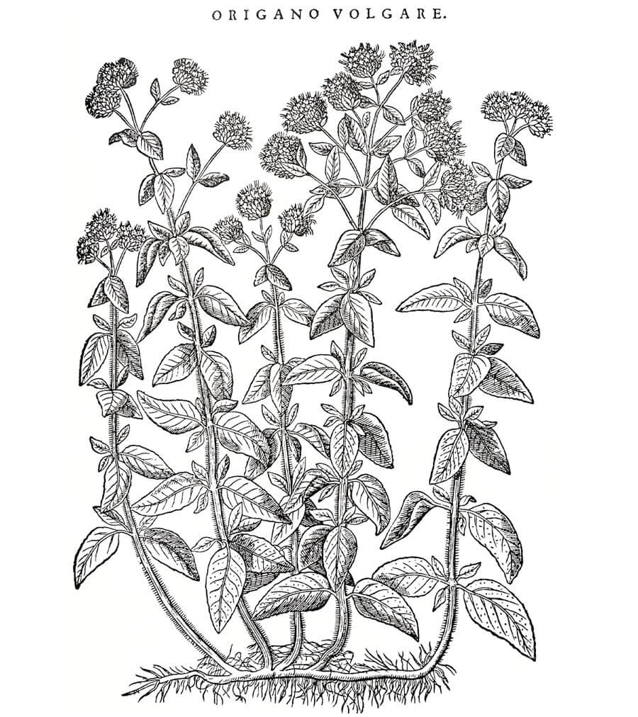 Origano pianta antica