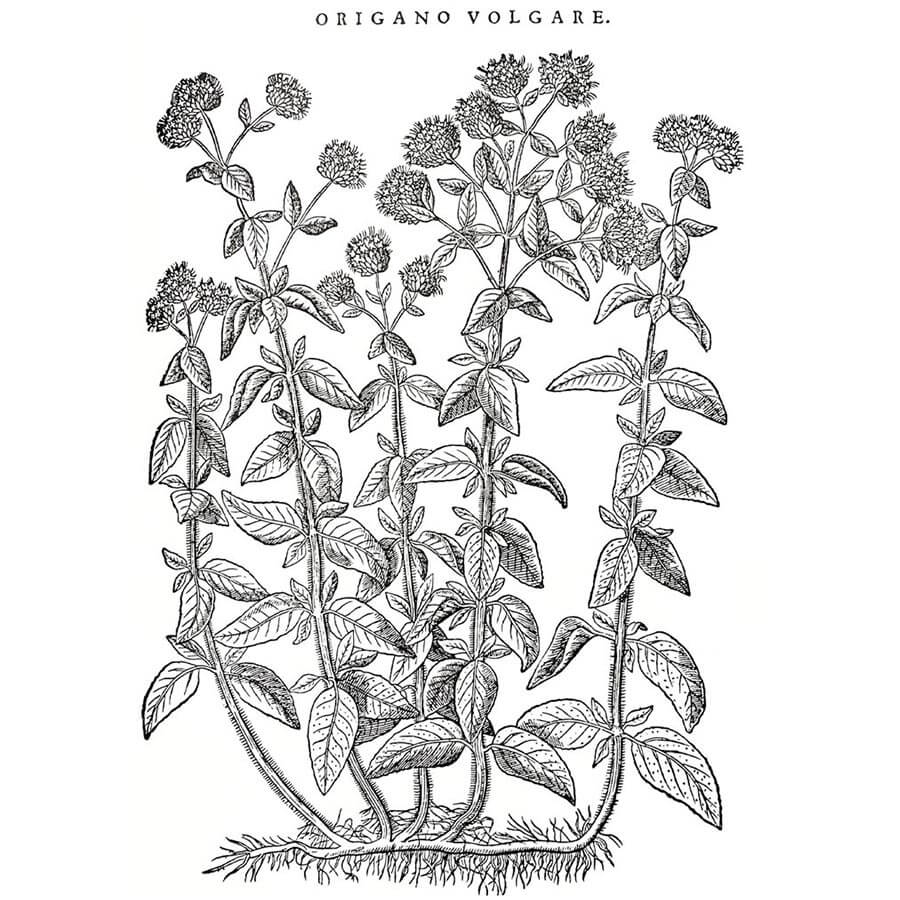 Origano