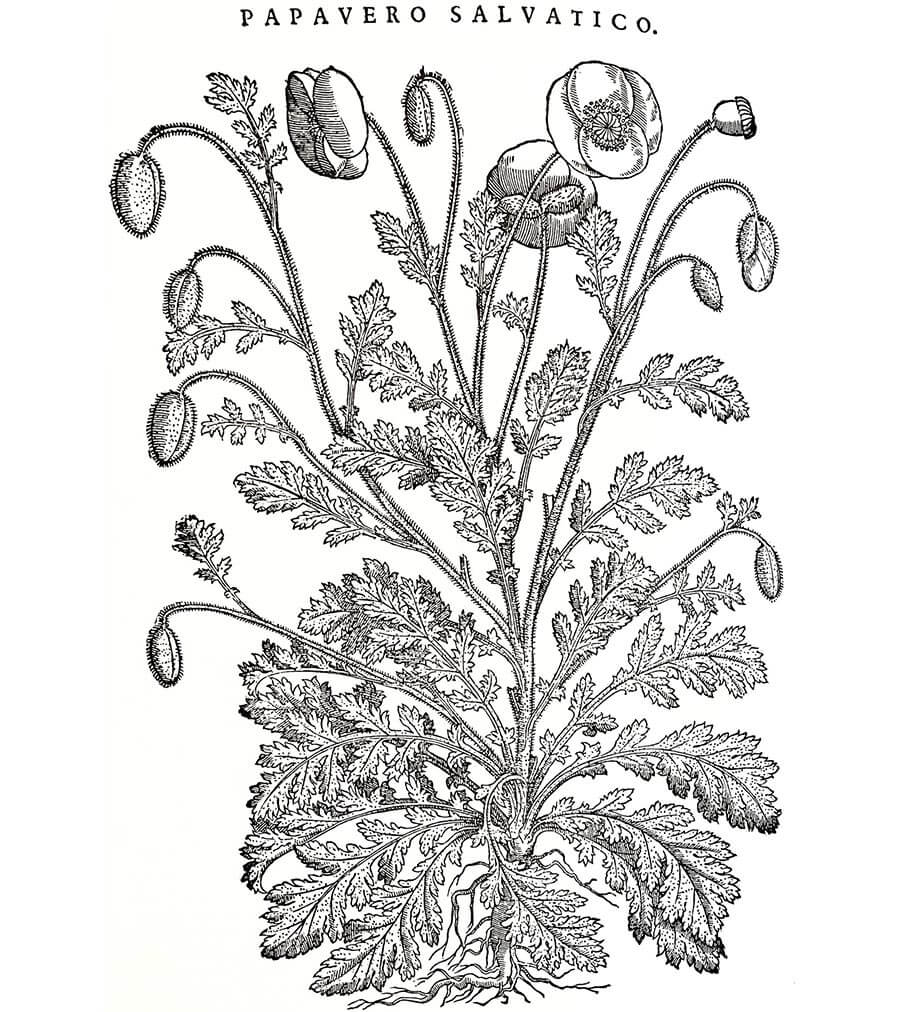 Papavero pianta antica