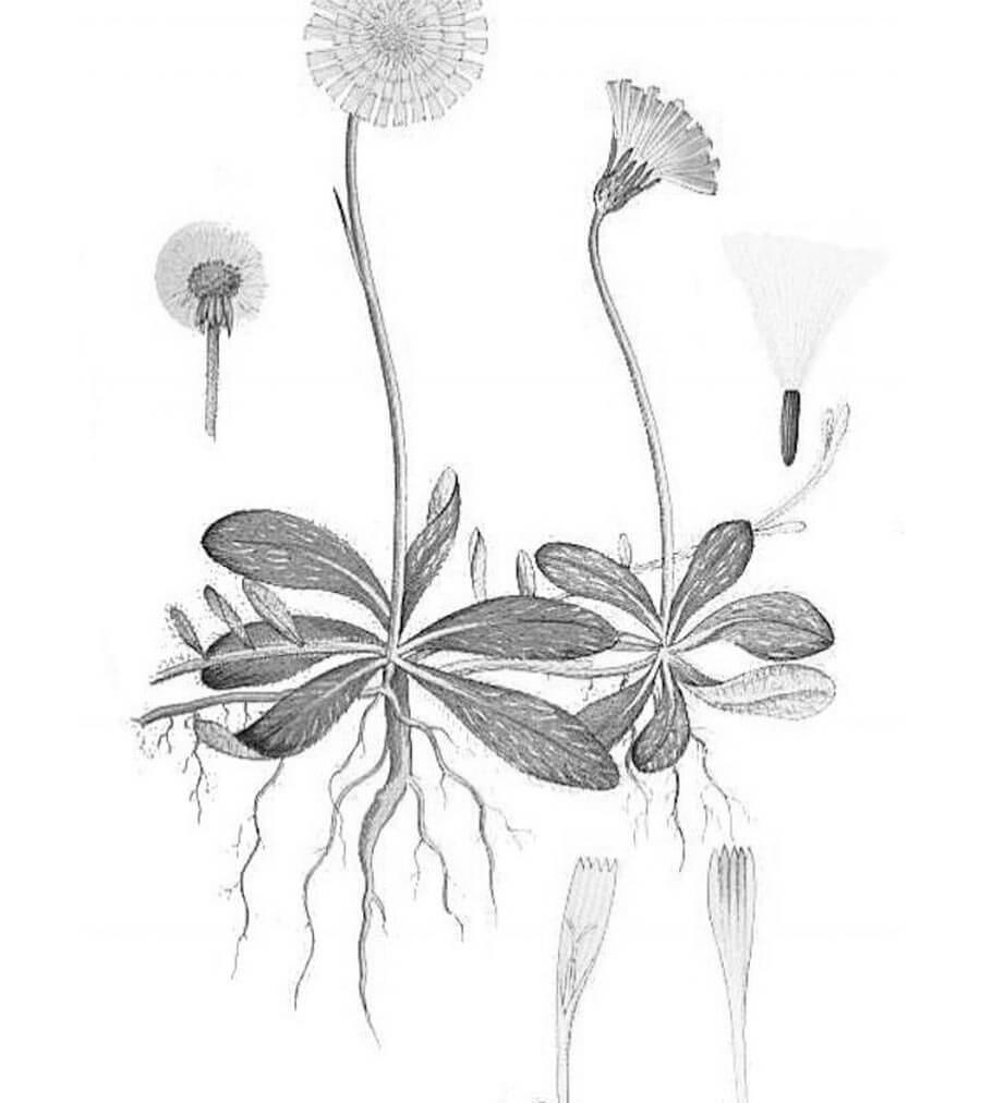 Pilosella pianta antica