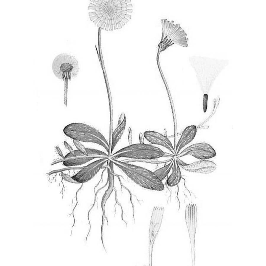 Pilosella