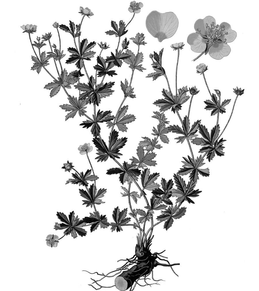 Potentilla pianta antica